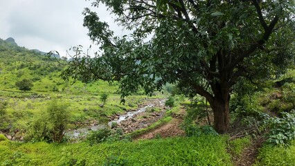Fototapeta premium A vibrant tree stands in a lush green landscape at a Maharashtra hill station, captured during the monsoon season on a cloudy day.