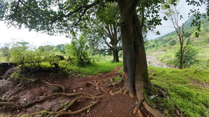  A majestic tree with exposed roots thrives in the lush green landscape of a Maharashtra hill station during the monsoon season.
