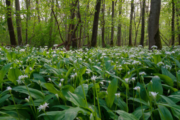 Landschaft im NSG Grettstädter Riedwiesen im Abendlicht, Landkreis Schweinfurt, Unterfranken, Bayern, Deutschland.