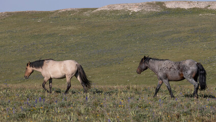 Fototapeta premium Wild Horses in Summer in the Pryor Moutnains Montana