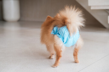 A female dog stands in a diaper and wags its tail, top view. The cycle of a female dog, puberty,...