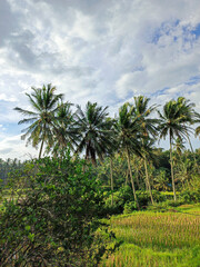 Fototapeta premium coconut trees on the beach