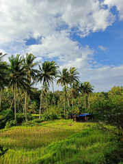 Obraz premium coconut trees during the day with a bright blue cloudy sky