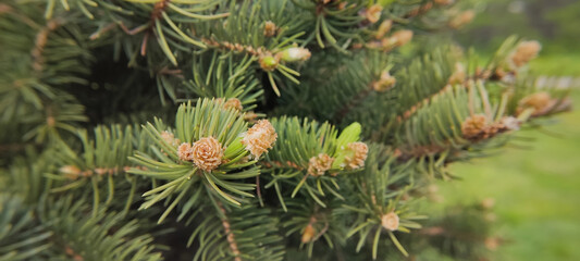 Fototapeta premium Wide banner of branches of a green spruce with young small cones, in spring.
