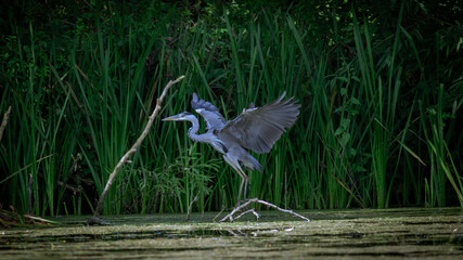 great blue heron