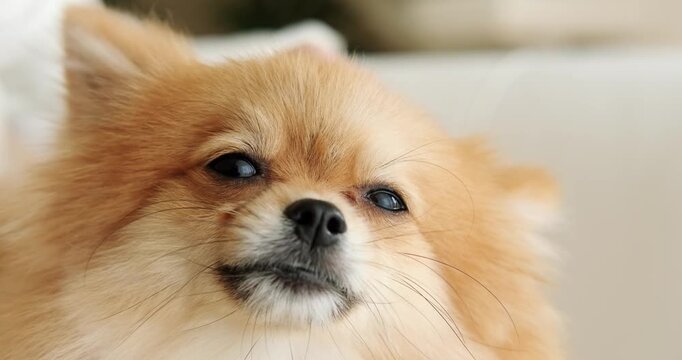 A woman brushes the hair of her Pomeranian Spitz. Funny face of a dog when you scratch its head. It's shedding season for long haired dogs. Caring for fur. Dog hair comb. Grooming salon at home. 