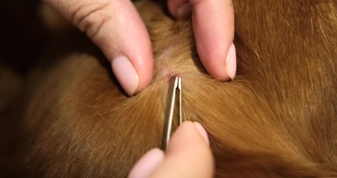 A close-up of the skin and fur of a Golden Retriever dog on which a tick sits. A woman holds tweezers in her hands and removes a tick from a dog. Treatment for parasites in the summer.