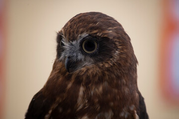 The Australian Boobook (Ninox boobook).