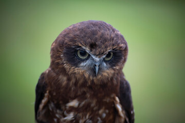 Fototapeta premium The Australian Boobook (Ninox boobook).