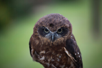 The Australian Boobook (Ninox boobook).