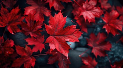 Vibrant Red Maple Leaves in Autumn