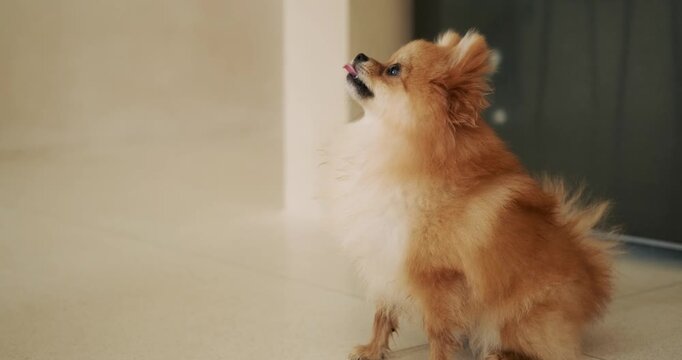 Close-up of a Pomeranian Spitz puppy learning the sit command. The dog sits down and looks at the owner, waiting for a treat. The dog receives food and chews it as it leaves the frame.
