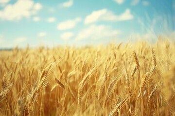 Fototapeta premium A field of golden wheat swaying in the breeze 