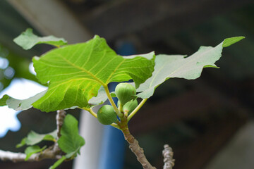 Close up of fig fruit plant