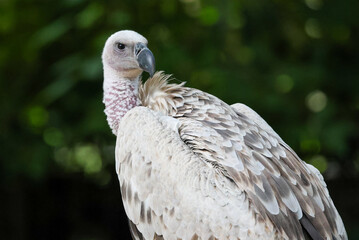 White Gray Cape Griffin Vulture