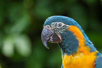 Blue throat Macaw parrot