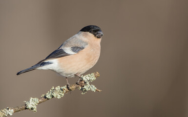 Eurasian Bullfinch - female at a wet forest in spring