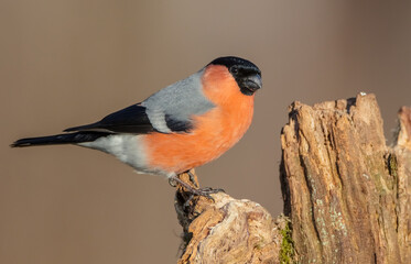 Eurasian Bullfinch - male at a wet forest in spring