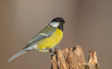 Great tit in spring at a wet forest