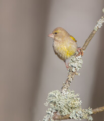 European Greenfinch   in early spring at a wet forest