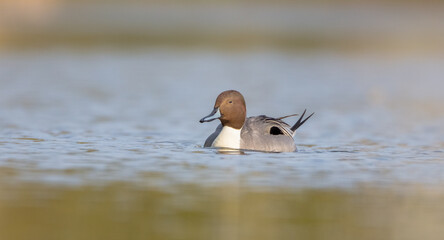 Northern pintail - male bird at a small pond in spring