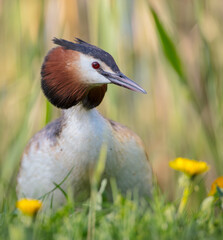 Great Crested Grebe in spring