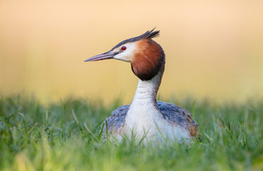 Great Crested Grebe in spring