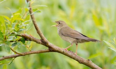 River Warbler - near the nesting place in summer