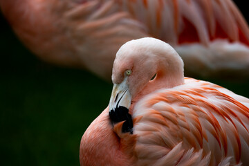 The Chilean Flamingo (Phoenicopterus chilensis).