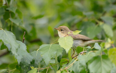 Willow warbler in summer at a wetland 