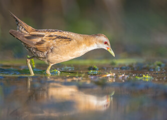Little Crake - female feeding at a wetland 