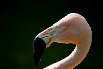 Fototapeta premium The Chilean Flamingo (Phoenicopterus chilensis).