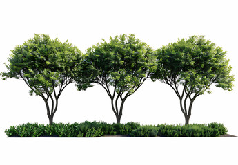 green trees shaped like bushes, white background