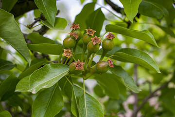 Green pear ovary. Pollination of pears. Life cycle of pears. After flowering, fruits are formed....