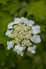 Viburnum blossoms. Viburnum buds. Guelder rose.
White flowers and buds of viburnum shrub.