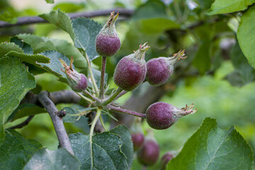 Apple ovary. Young apples on the tree begin to ripen. The life cycle of an apple.