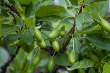 Green fruits of plum trees. Green plum ovary. Plum pollination. Young plums on the tree begin to ripen.