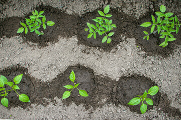 Top view of young tomatoes and peppers after watering.
Growing tomatoes and peppers.