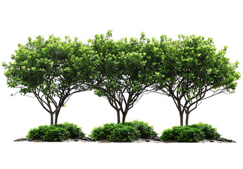 green trees shaped like bushes, white background