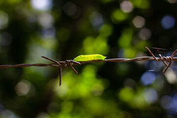 Green caterpillar on barbed wire in the garden, Thailand. South East Asia