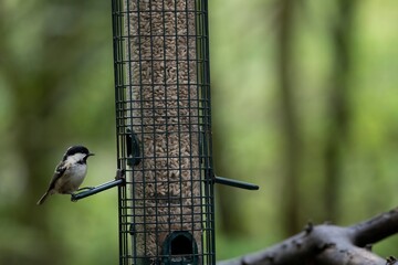 Naklejka premium The Coal Tit (Periparus ater).
