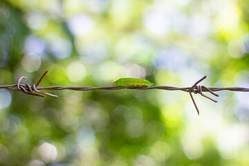 Green caterpillar on barbed wire in the garden, Thailand. South East Asia