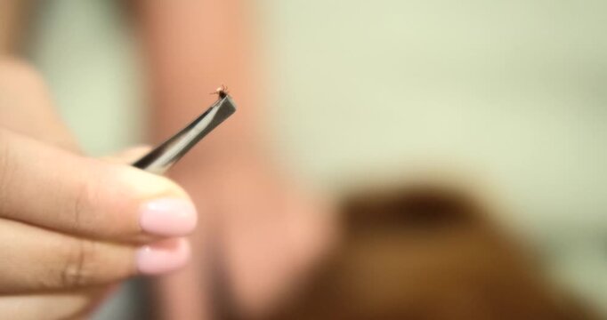 A close-up of the skin and fur of a Golden Retriever dog on which a tick sits. A woman holds tweezers in her hands and removes a tick from a dog. Treatment for parasites in the summer.