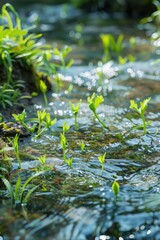 Stream with aquatic plants