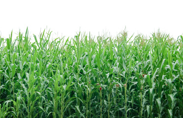 Image of a corn plant with detailed clipping paths on a white background.