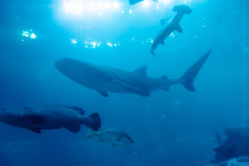 Gentle Giant: Whale Shark at Aquarium