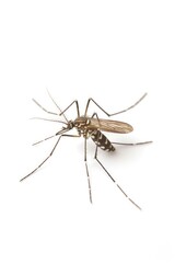 Mosquito on white background