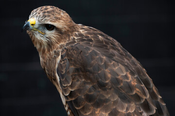 The Common Buzzard (Buteo buteo).