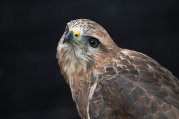 The Common Buzzard (Buteo buteo).