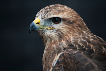 The Common Buzzard (Buteo buteo).